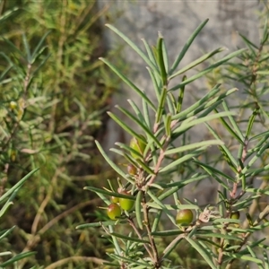 Persoonia mollis subsp. livens at Goulburn, NSW - 11 Sep 2024