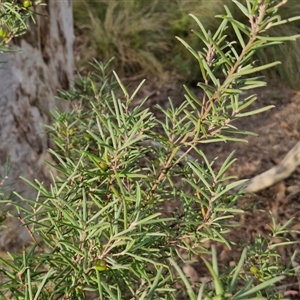 Persoonia mollis subsp. livens at Goulburn, NSW - 11 Sep 2024