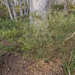 Persoonia mollis subsp. livens at Goulburn, NSW - 11 Sep 2024