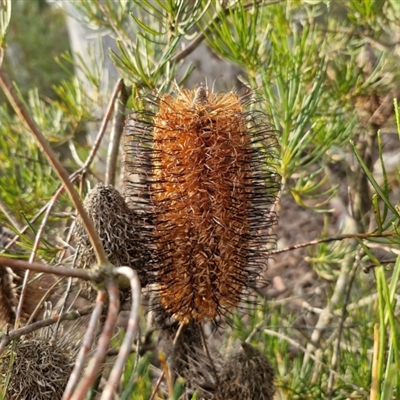 Banksia spinulosa (Hairpin Banksia) at Goulburn, NSW - 11 Sep 2024 by trevorpreston