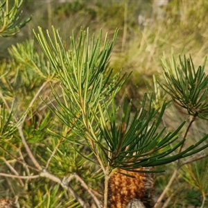 Banksia spinulosa at Goulburn, NSW - 11 Sep 2024