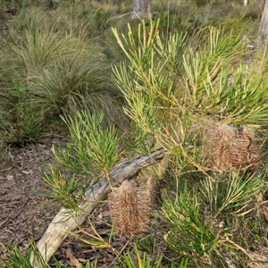 Banksia spinulosa at Goulburn, NSW - 11 Sep 2024