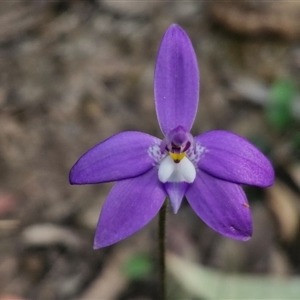 Glossodia major at Goulburn, NSW - suppressed