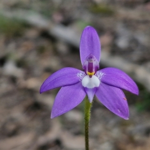 Glossodia major at Goulburn, NSW - suppressed