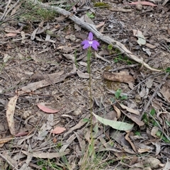 Glossodia major at Goulburn, NSW - suppressed