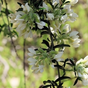 Chamaecytisus palmensis at Glenroy, NSW - 9 Sep 2024