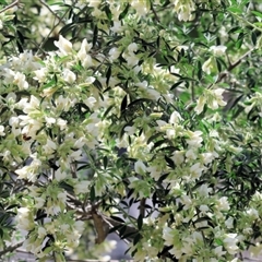 Chamaecytisus palmensis at Glenroy, NSW - 9 Sep 2024