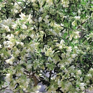 Chamaecytisus palmensis at Glenroy, NSW - 9 Sep 2024 09:51 AM