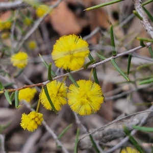 Acacia brownii at Goulburn, NSW - 11 Sep 2024