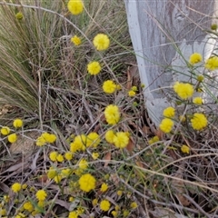 Acacia brownii at Goulburn, NSW - 11 Sep 2024