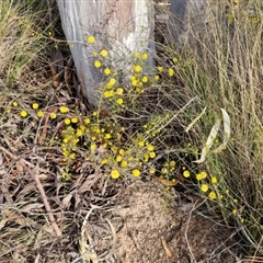 Acacia brownii at Goulburn, NSW - 11 Sep 2024 04:27 PM