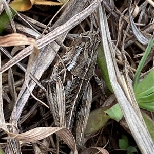 Perunga ochracea at Molonglo, ACT - 11 Sep 2024