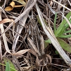 Perunga ochracea at Molonglo, ACT - 11 Sep 2024