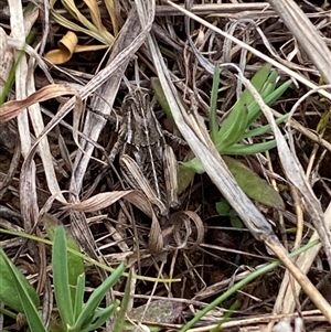 Perunga ochracea at Molonglo, ACT - 11 Sep 2024