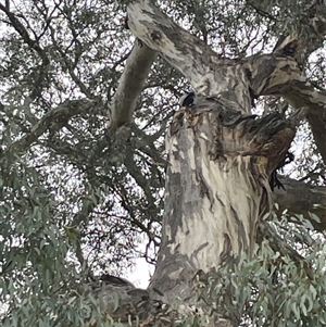 Callocephalon fimbriatum at Red Hill, ACT - suppressed