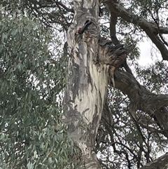 Callocephalon fimbriatum at Red Hill, ACT - suppressed