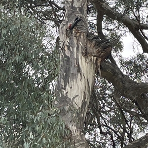Callocephalon fimbriatum at Red Hill, ACT - suppressed