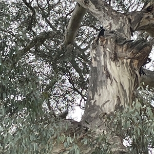 Callocephalon fimbriatum at Red Hill, ACT - suppressed