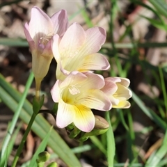 Freesia leichtlinii subsp. leichtlinii x Freesia leichtlinii subsp. alba (Freesia) at Glenroy, NSW - 9 Sep 2024 by KylieWaldon