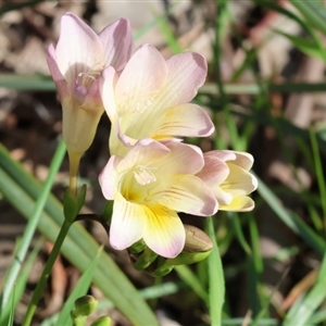 Freesia leichtlinii subsp. leichtlinii x Freesia leichtlinii subsp. alba at Glenroy, NSW - 9 Sep 2024