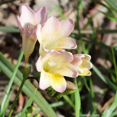 Freesia leichtlinii subsp. leichtlinii x Freesia leichtlinii subsp. alba (Freesia) at Glenroy, NSW - 9 Sep 2024 by KylieWaldon