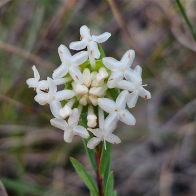 Pimelea linifolia (Slender Rice Flower) at Goulburn, NSW - 11 Sep 2024 by trevorpreston