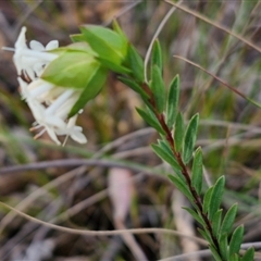 Pimelea linifolia at Goulburn, NSW - 11 Sep 2024 04:26 PM