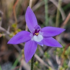 Glossodia major (Wax Lip Orchid) at Goulburn, NSW - 11 Sep 2024 by trevorpreston