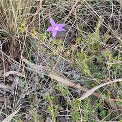 Glossodia major at Goulburn, NSW - 11 Sep 2024