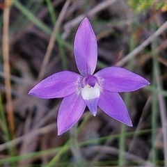 Glossodia major at Goulburn, NSW - 11 Sep 2024