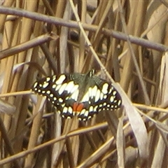 Papilio demoleus (Chequered Swallowtail) at Latham, ACT - 11 Sep 2024 by Christine