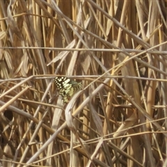 Papilio demoleus at Latham, ACT - 11 Sep 2024