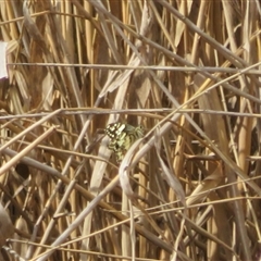 Papilio demoleus at Latham, ACT - 11 Sep 2024