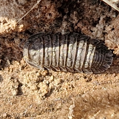 Isopoda (order) (Unidentified isopod or slater) at Goulburn, NSW - 11 Sep 2024 by trevorpreston