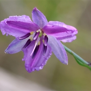 Arthropodium strictum at Glenroy, NSW - 9 Sep 2024