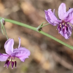 Arthropodium strictum at Glenroy, NSW - 9 Sep 2024 10:46 AM