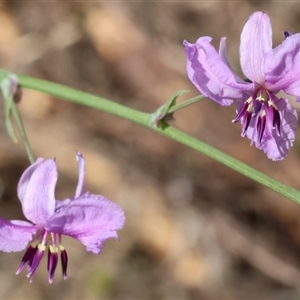 Arthropodium strictum at Glenroy, NSW - 9 Sep 2024