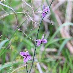 Arthropodium strictum at Glenroy, NSW - 9 Sep 2024