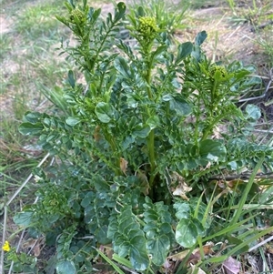 Barbarea verna at Molonglo, ACT - suppressed