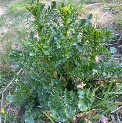 Barbarea verna (Wintercress, American Cress) at Molonglo, ACT - 11 Sep 2024 by SteveBorkowskis