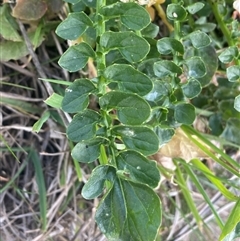 Barbarea verna at Molonglo, ACT - suppressed