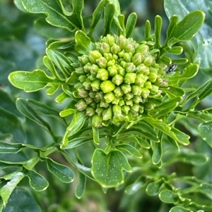 Barbarea verna at Molonglo, ACT - suppressed