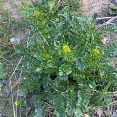 Barbarea verna at Molonglo, ACT - suppressed