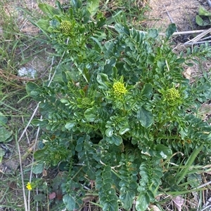 Barbarea verna at Molonglo, ACT - suppressed