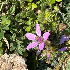 Erodium cicutarium (Common Storksbill, Common Crowfoot) at Russell, ACT - 10 Sep 2024 by Hejor1