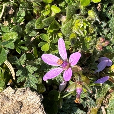 Erodium cicutarium (Common Storksbill, Common Crowfoot) at Russell, ACT - 10 Sep 2024 by Hejor1