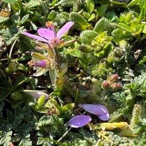 Erodium cicutarium at Russell, ACT - 10 Sep 2024 01:22 PM