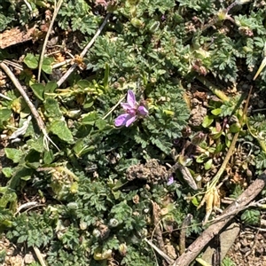 Erodium cicutarium at Russell, ACT - 10 Sep 2024