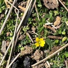 Oxalis sp. (Wood Sorrel) at Russell, ACT - 10 Sep 2024 by Hejor1