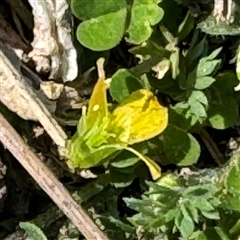 Oxalis sp. at Russell, ACT - 10 Sep 2024